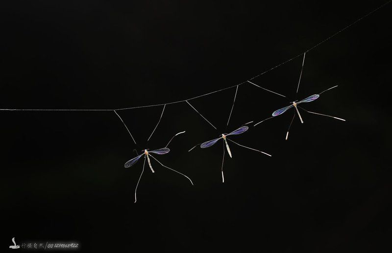 Большой комарphoto preview