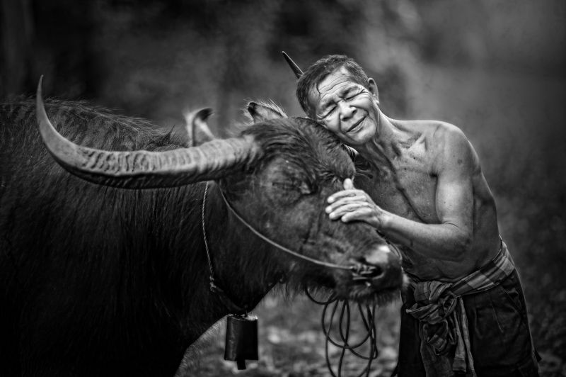 Black And White, Friendship, Animal Themes, Thailand, Asian and Indian Ethnicities, Shirtless, Water Buffalo, 55-59 Years, Adult, Adults Only, Cow Bell, Day, Domestic Animals, Eyes Closed, Focus On Foreground, Front View, Horizontal, Love, Mature Adult, O Love friendphoto preview