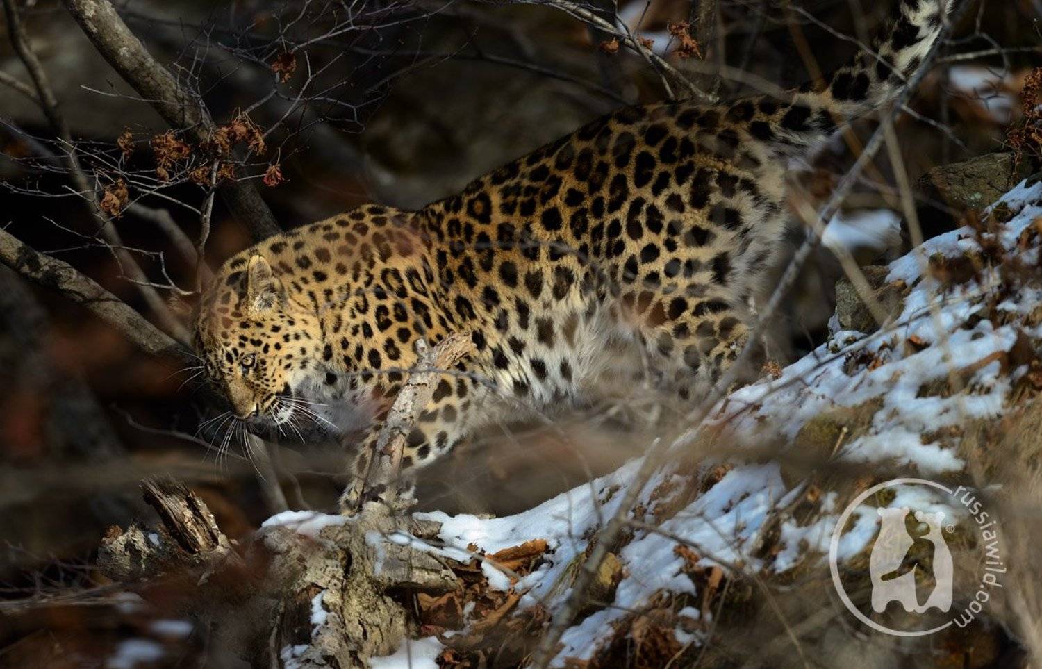 дальневосточный леопард, Николай Зиновьев