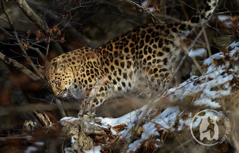 дальневосточный леопард Пятнистое утроphoto preview