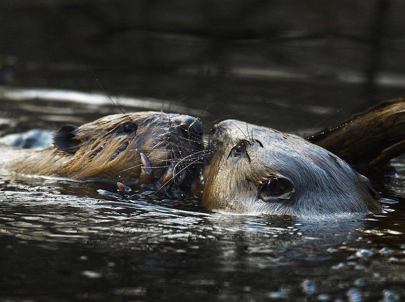 Rendezvousphoto preview