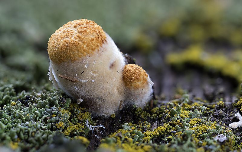 гриб, спорокарп, бокальчик гладкий, гнездовковые Бокальчик гладкий крупным планомphoto preview