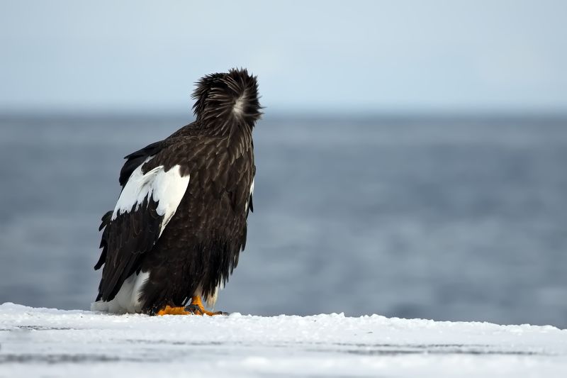 No Face, No Name, No Number (Modern Talking)photo preview