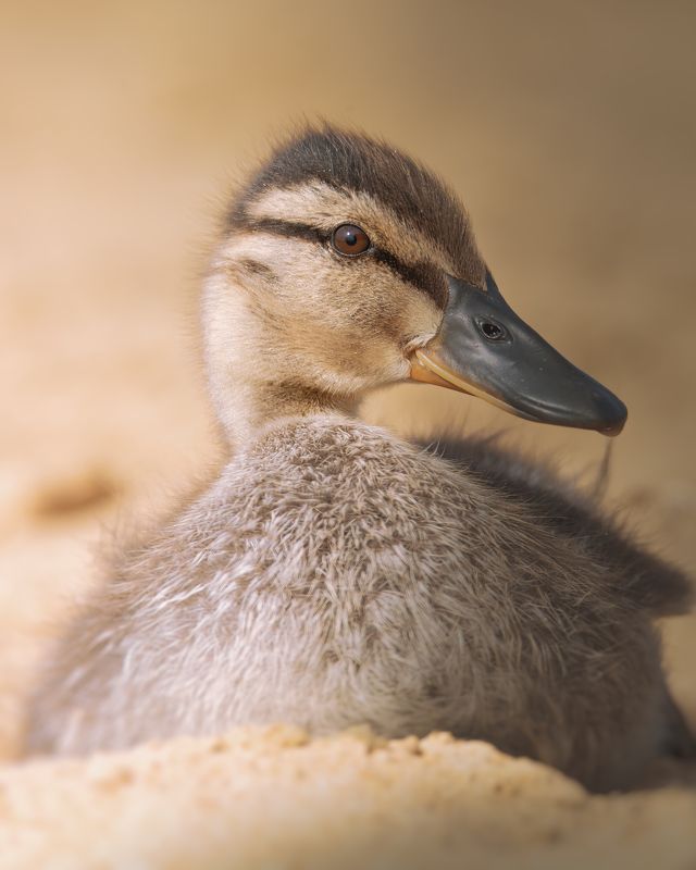 Кряква, Молодая особь, Anas platyrhynchosphoto preview