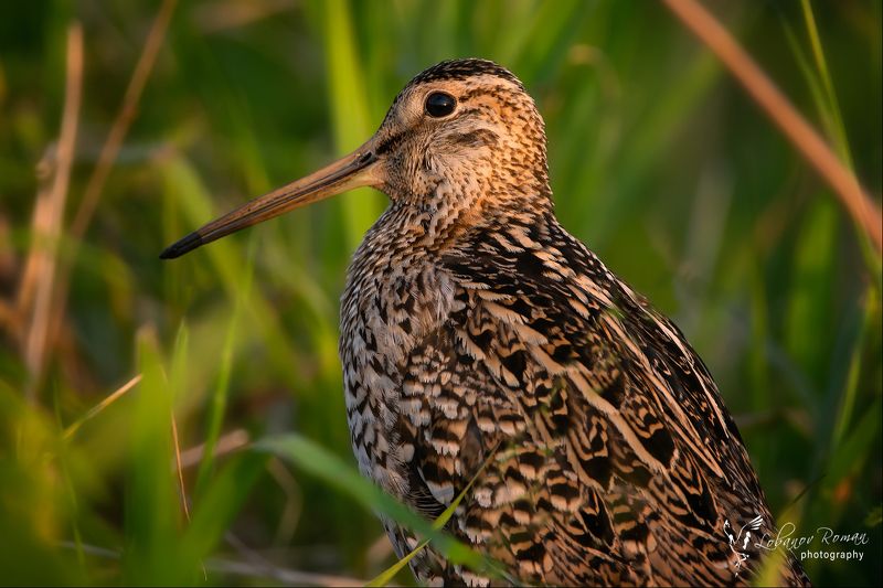 Портрет в закатном светеphoto preview