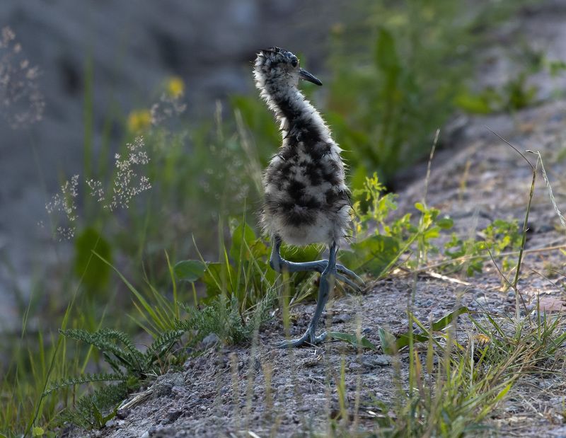 птенец, птица Северный страусенокphoto preview