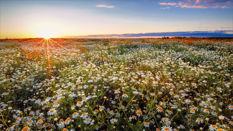лето, вечер, ромашки, деревня, свет, цвет, александр никитинский Летний вечер в ромашках...photo preview