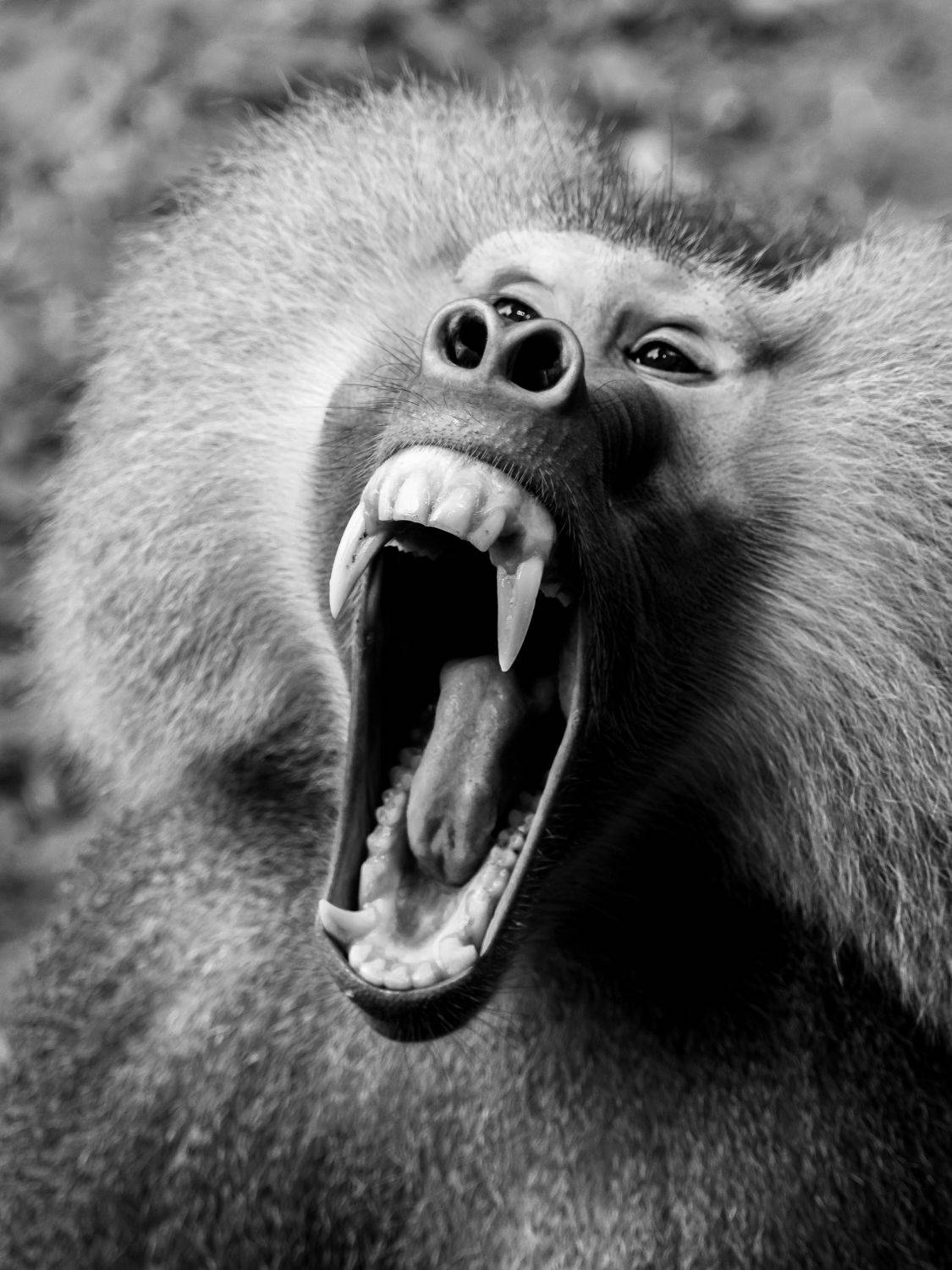 Deadly Yawn. Автор: Ahamed Jazif , Ahamed Jazif