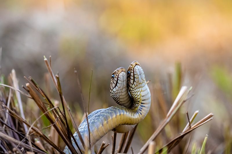 Dance togetherphoto preview