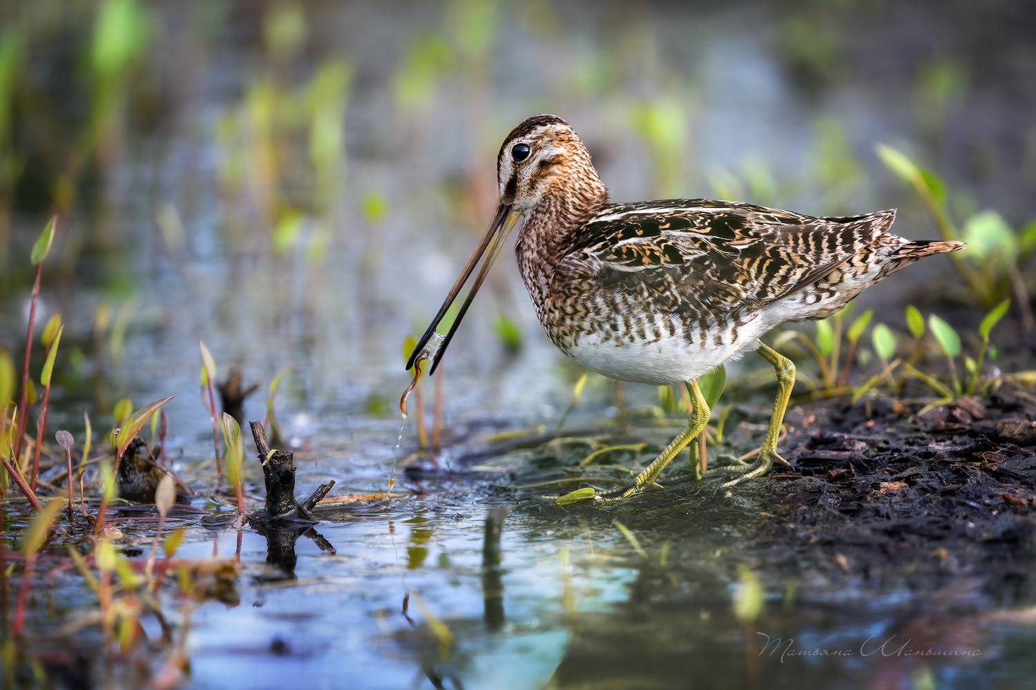 Заморить червячка. Автор: Татьяна Шаньшина , Татьяна Шаньшина