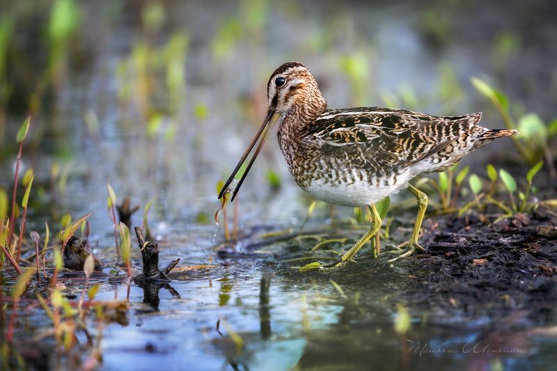 Заморить червячкаphoto preview