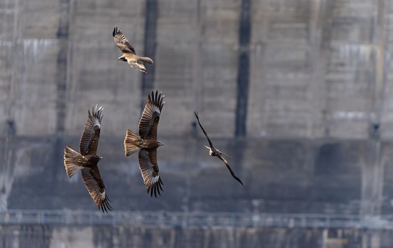 коршун, Milvus migrans Игры коршуновphoto preview