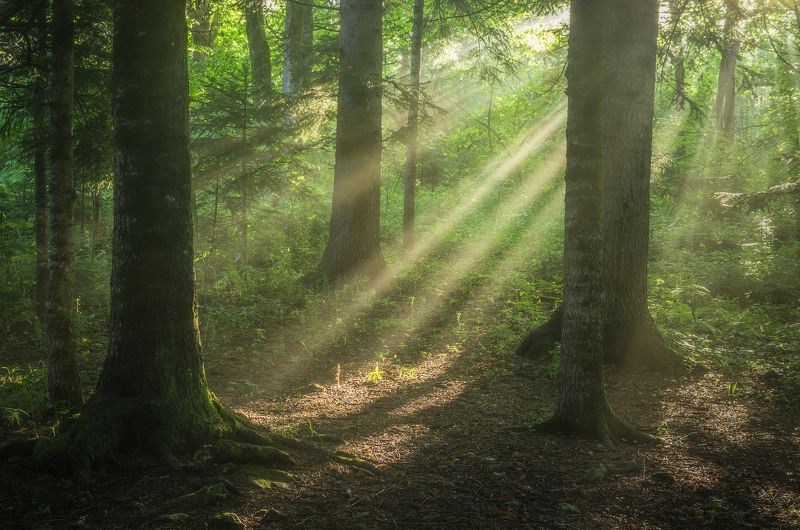 Рассвет в лесу. Этюд. photo preview