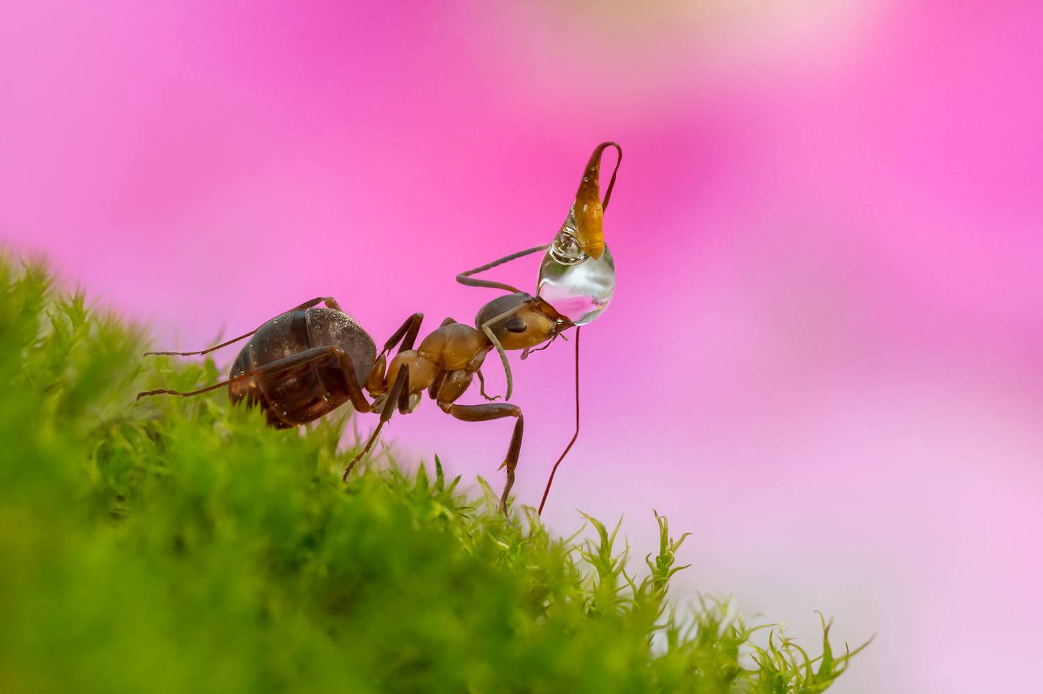 муравьиные истории, муравей, капелька, Koledova Irina