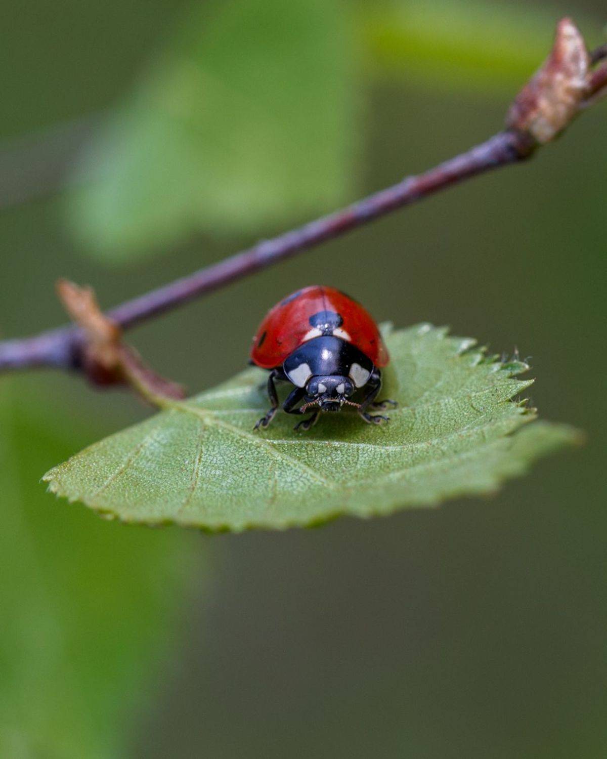 Автор: Minyapol , Minyapol