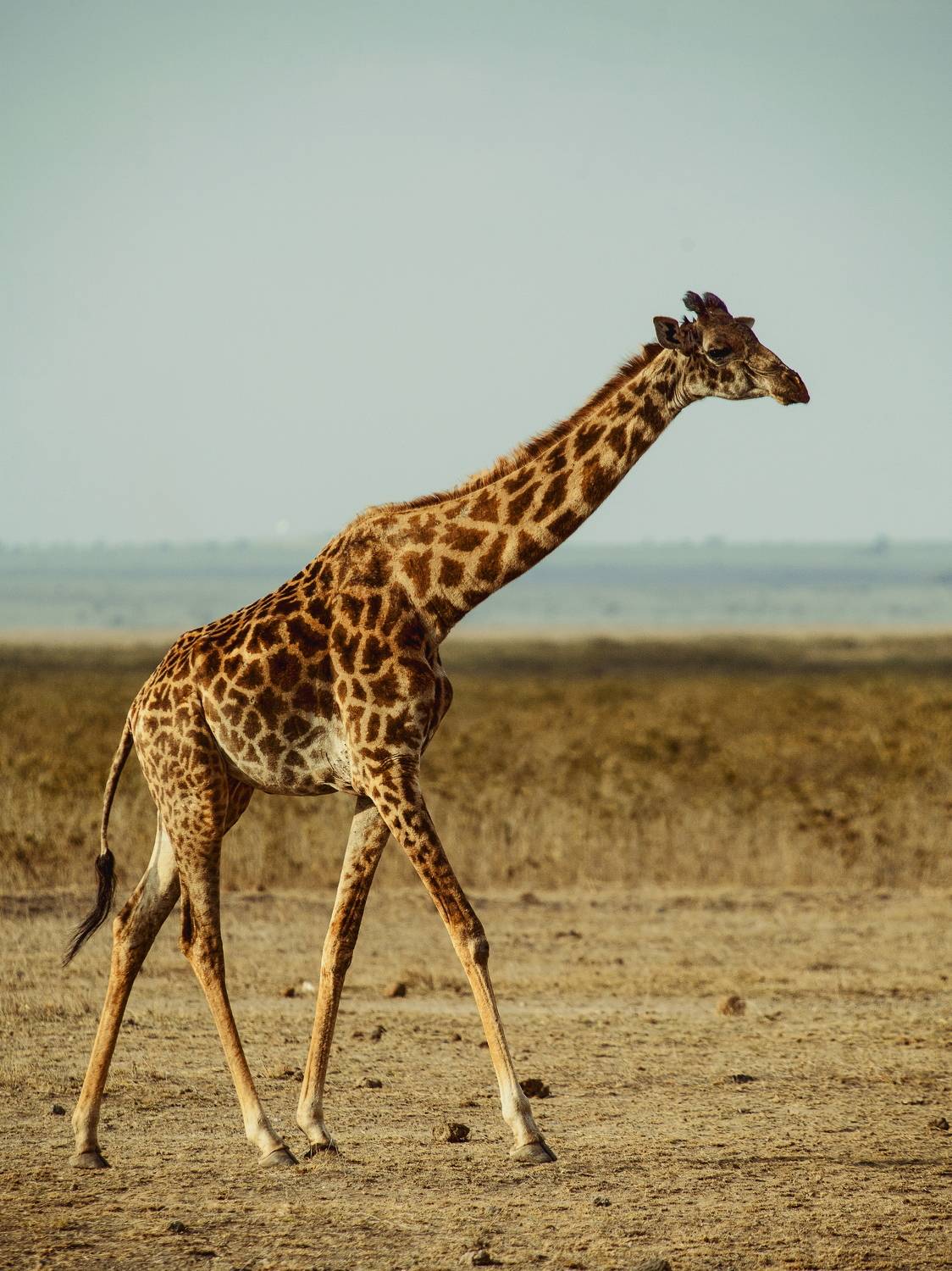 zhiraf kenya, Lilia Tkachenko