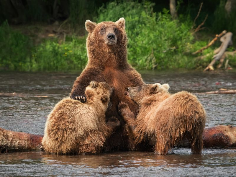 kamchatka, bears, медведи, камчатка Камчатская Мадоннаphoto preview