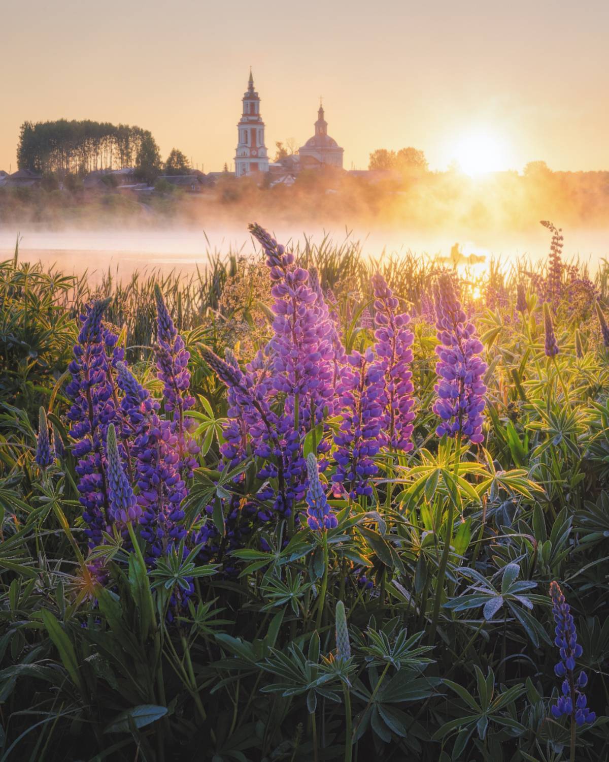 Золото июньского рассвета. Автор: Dmitry Medyancev , Dmitry Medyancev