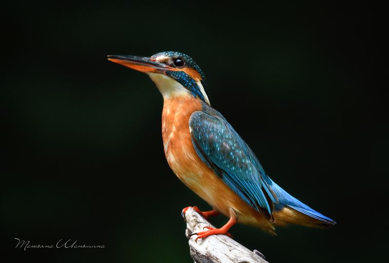 птицы, обыкновенный зимородок Дама-зимородокphoto preview