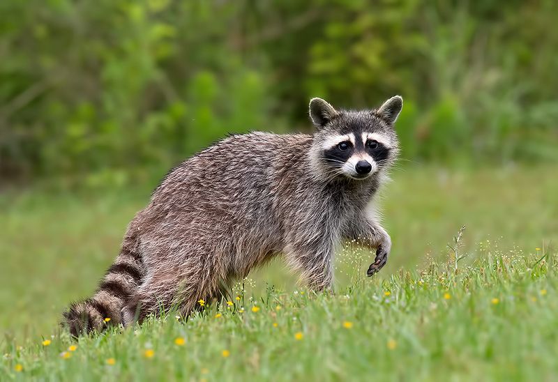 енот обыкновенный, енот-полоскун, raccoon, енот, дикие животные, животные, animals Енот-полоскун -Raccoonphoto preview