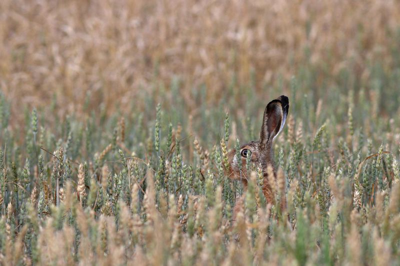 заяц-русак, заяц, lepus europaeus, european hare Косойphoto preview