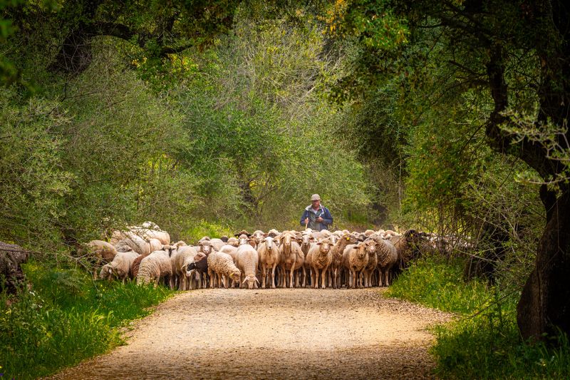 THE FLOCKphoto preview