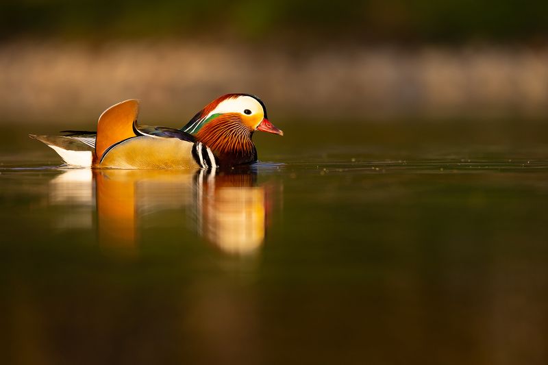 Mandarin duckphoto preview