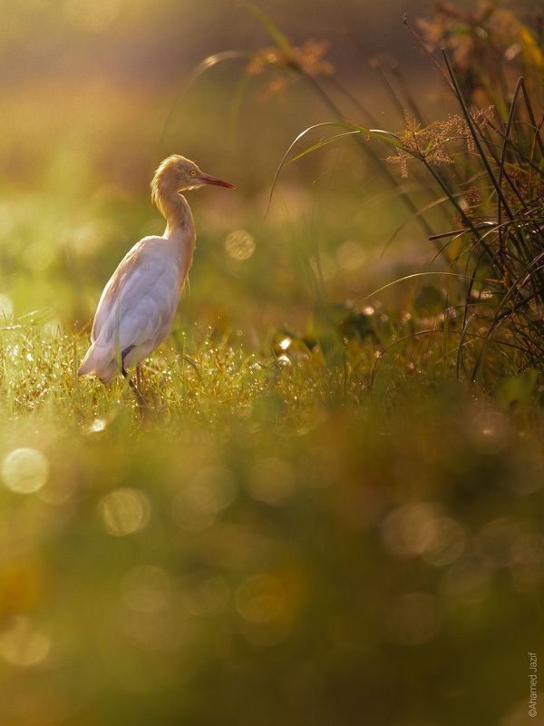 Golden Artphoto preview