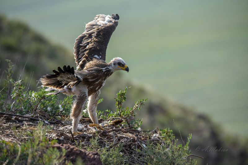 К полету готов, почти.photo preview