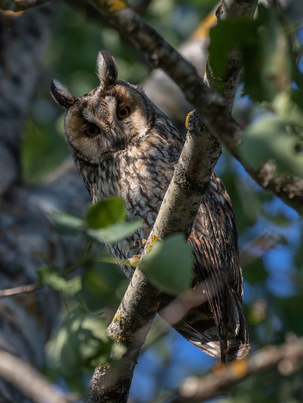 сова, дерево, лес Бдительные ушиphoto preview