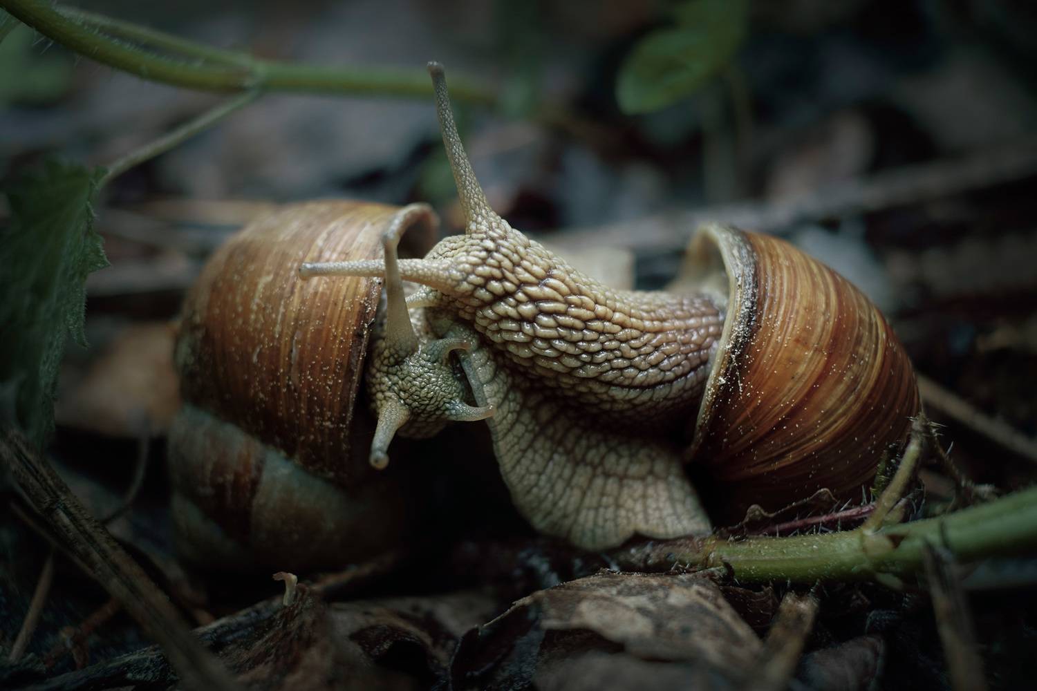 улитки, лес, Валерий Вождаев