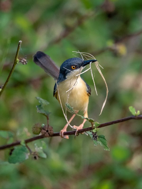 Builderphoto preview