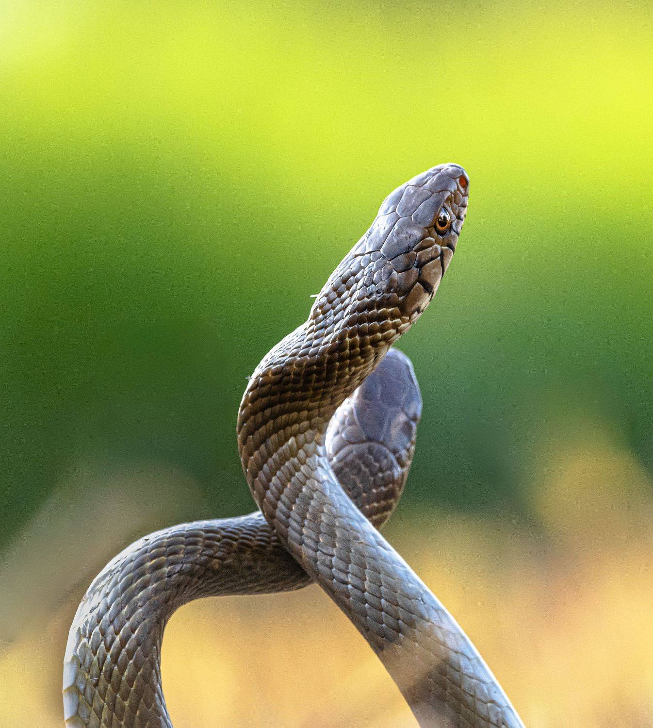 Dance. Автор: Ahamed Jazif , Ahamed Jazif