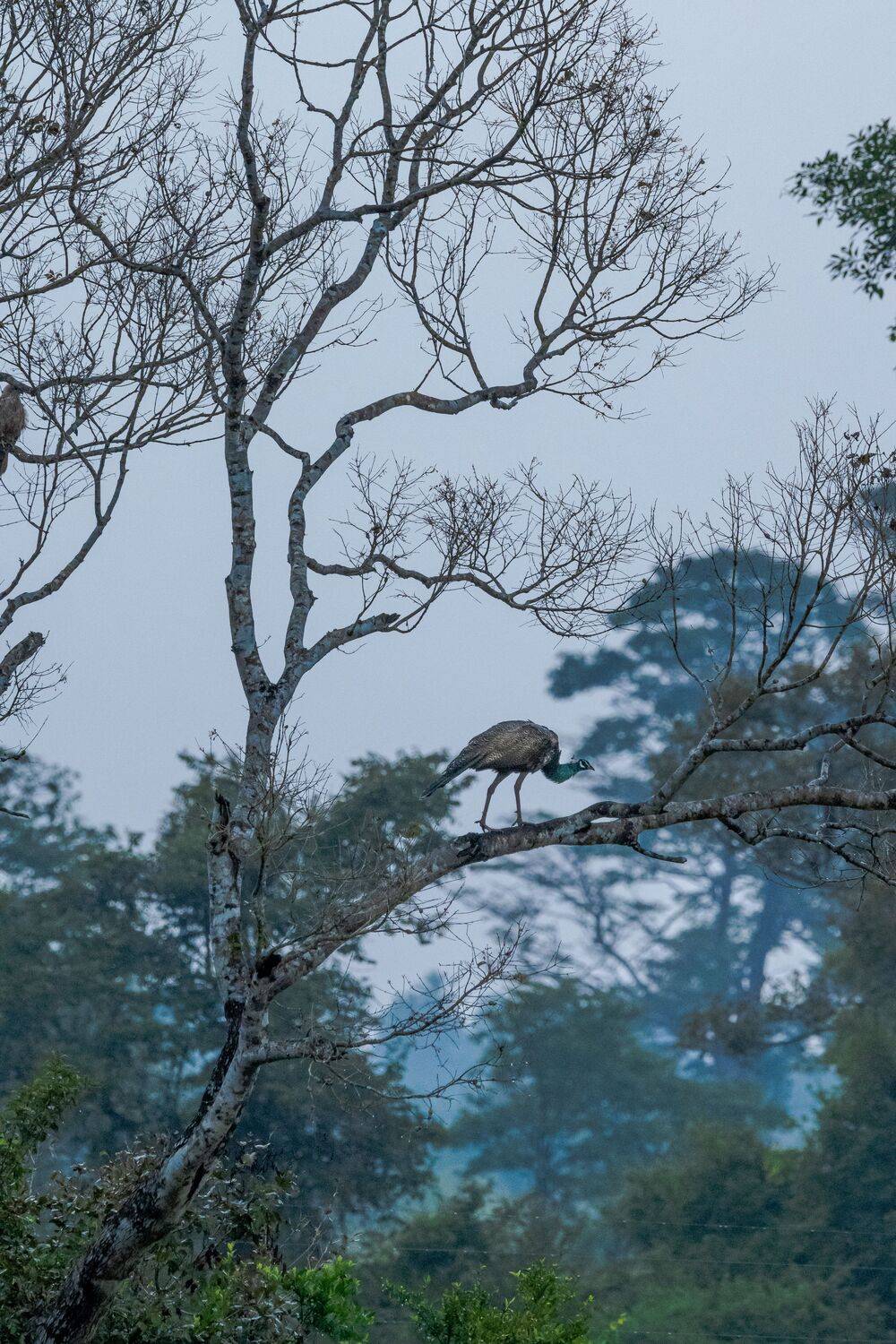 Monsoon. Автор: Ahamed Jazif , Ahamed Jazif