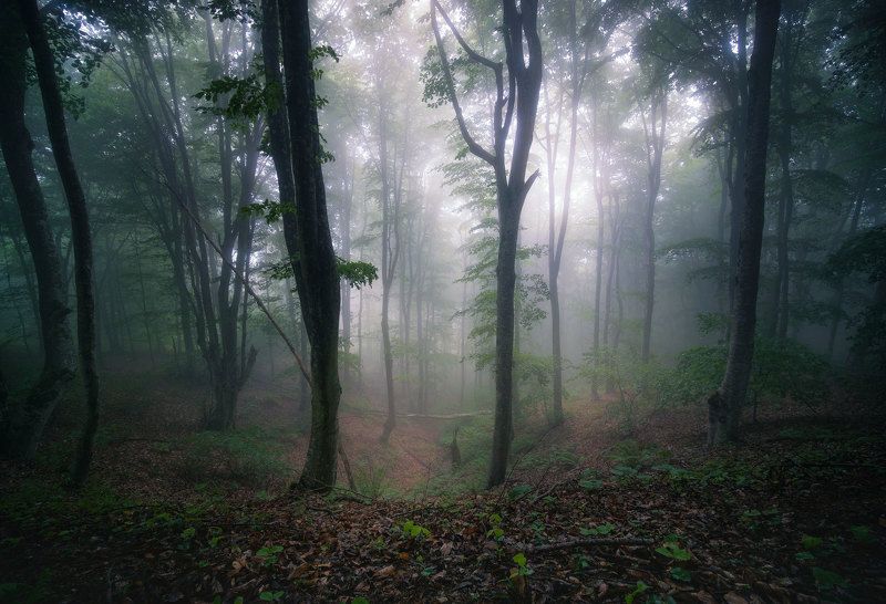 Strandja mountain Bulgariaphoto preview