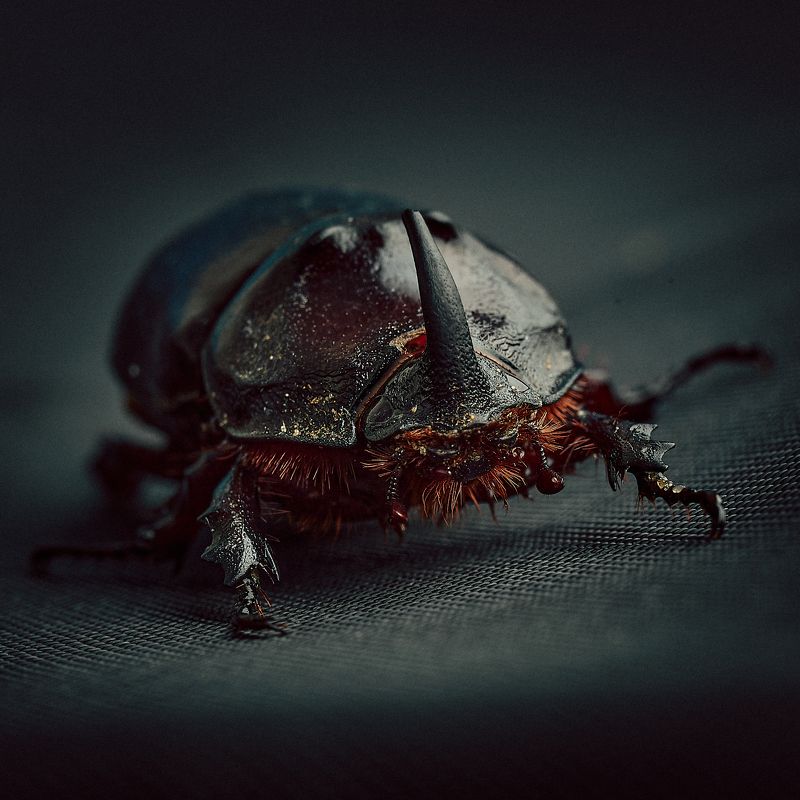 жук носорог Жук-носорог фото превью