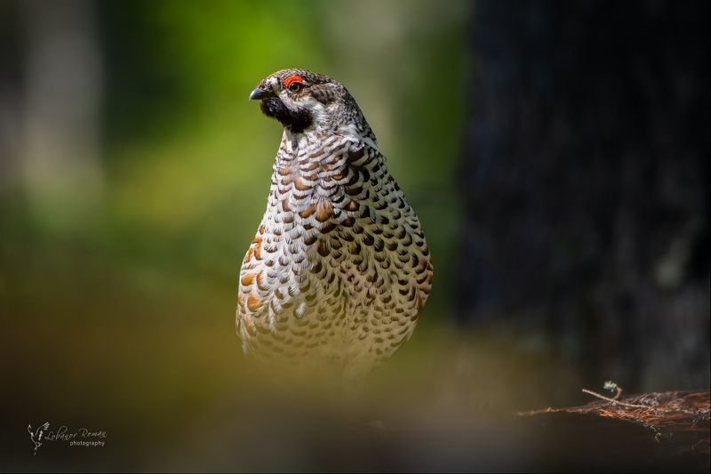 рябчик, карелия, лобанов, пересвет * * *photo preview