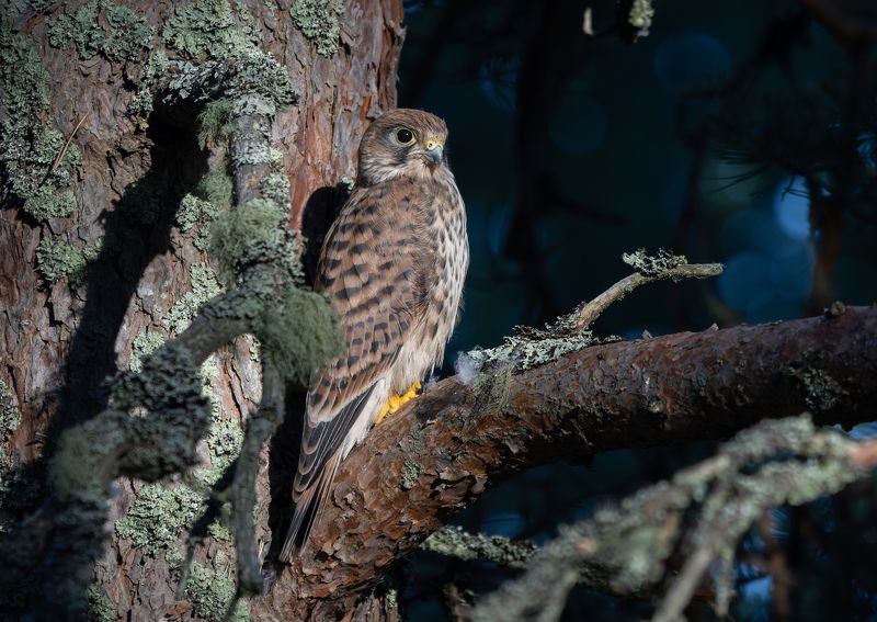 пустельга, птица, хищник Гордый подростокphoto preview