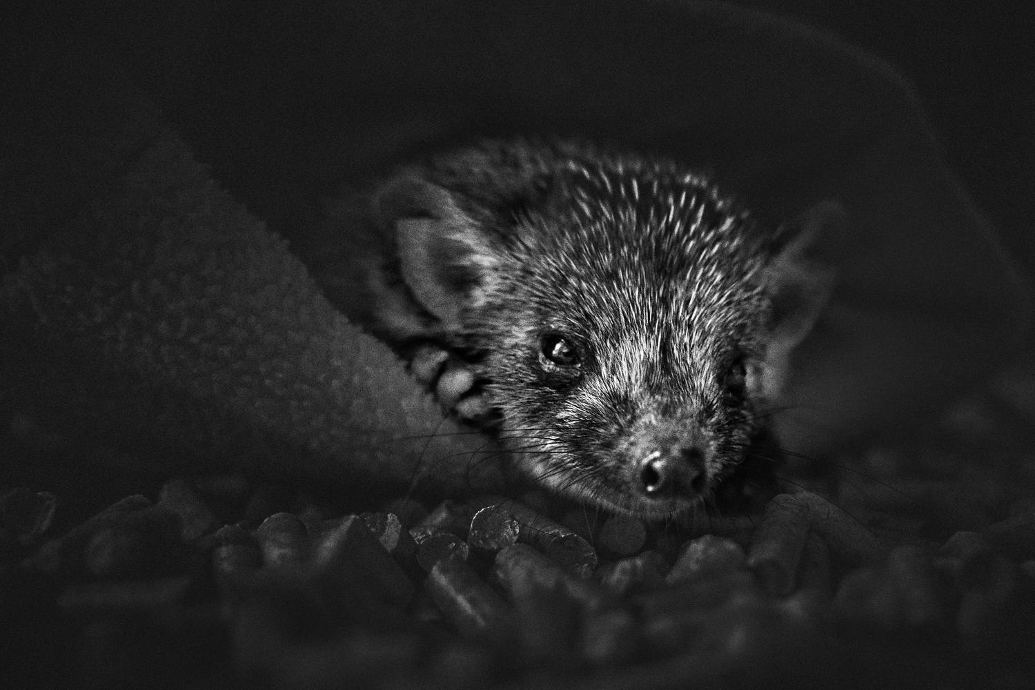 еж, Валерий Вождаев