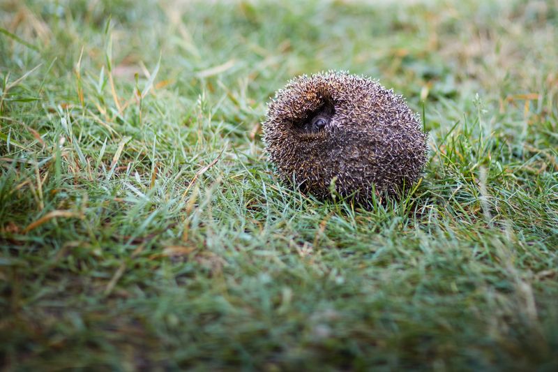 Колобокphoto preview