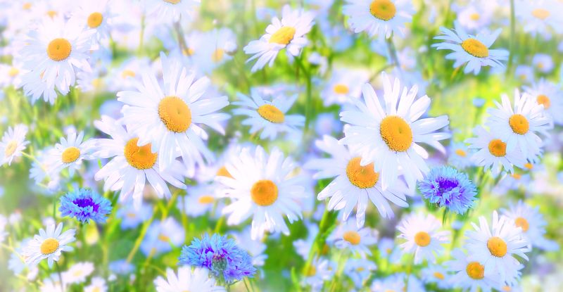 ромашки Летоphoto preview