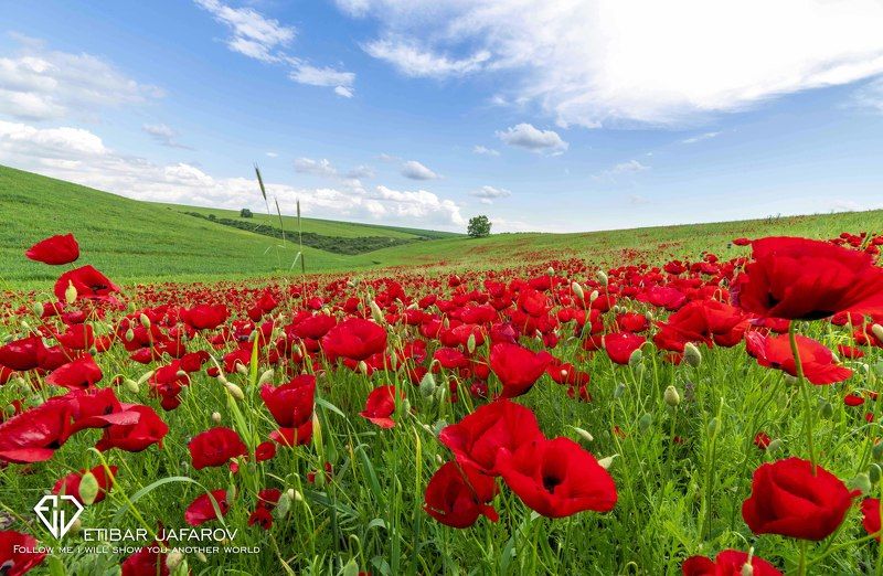 Ivanovkaphoto preview