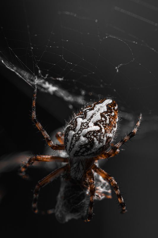 makro, spider Кто-то сегодня плотно поест!photo preview