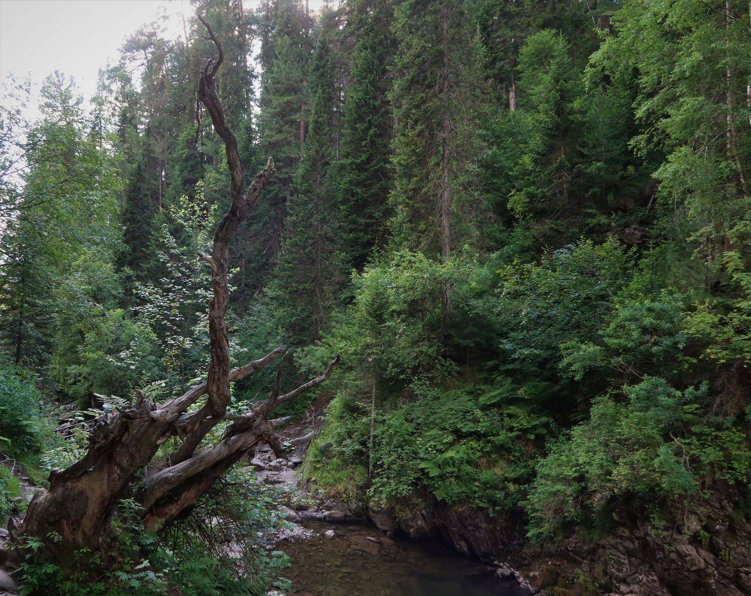 Пейзаж с сухим деревом. Автор: Козлова Галина природа,алтай,третьяречка,лес,сухоедерево, Козлова Галина