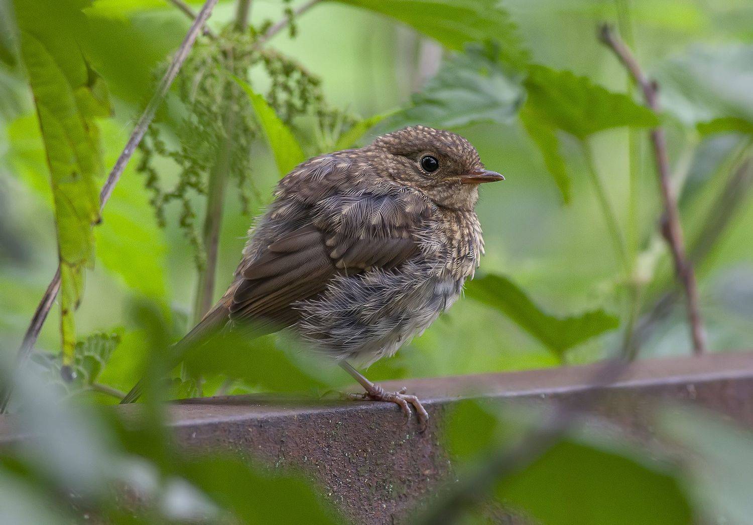 Молодая горихвостка. Автор: Широких Александр горихвостка, сад, птицы, лето, Широких Александр