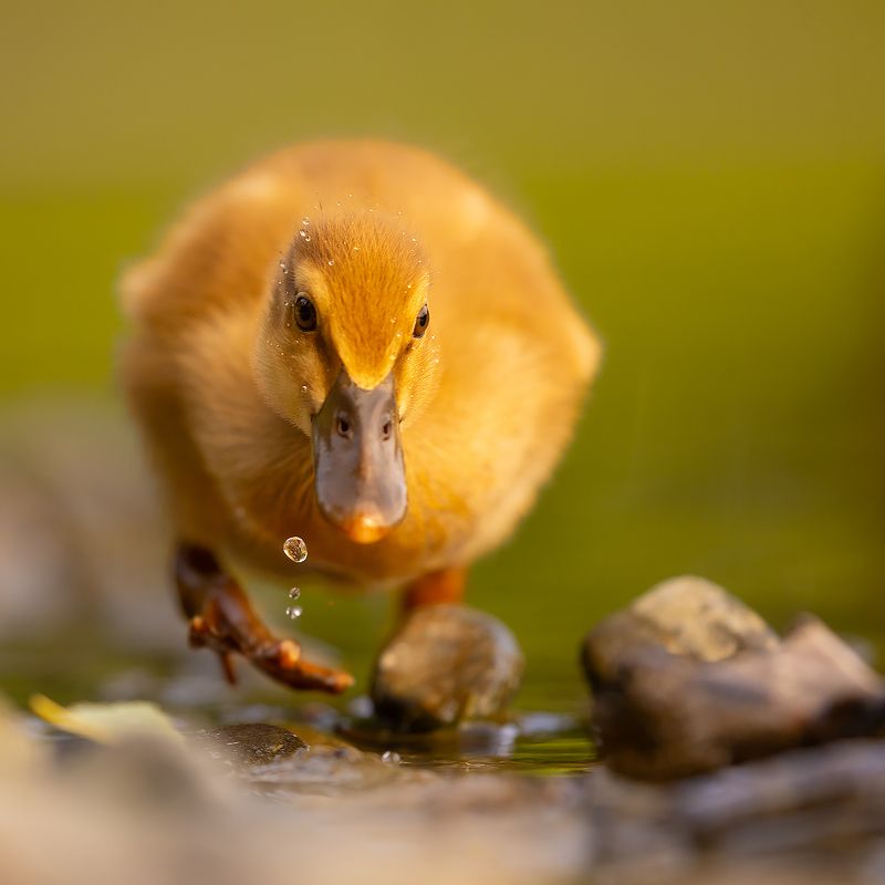 Ducklingphoto preview