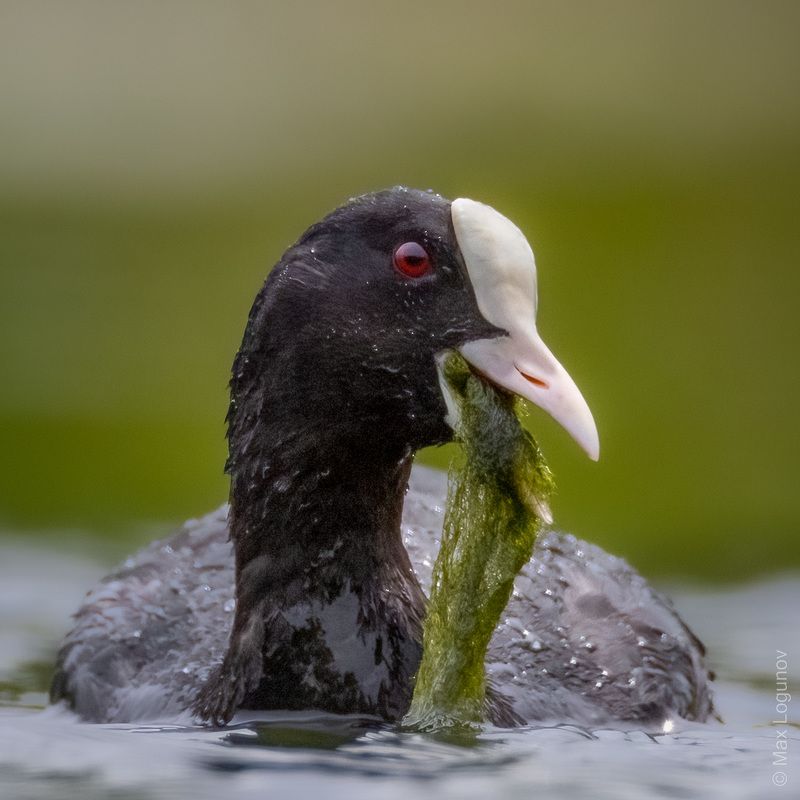 Лысуха с полным клювом свежих и вкуснейших водорослейphoto preview