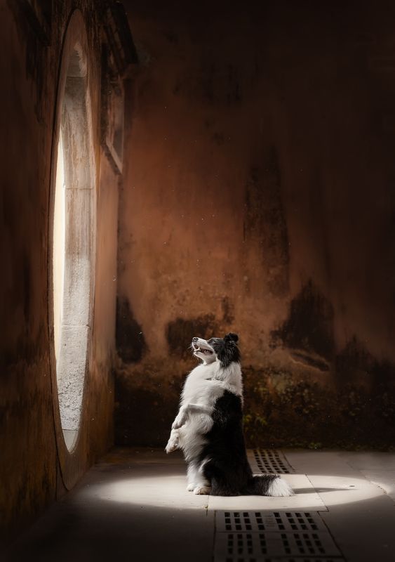 狗 萌宠 宠物 dog pet 求佛photo preview