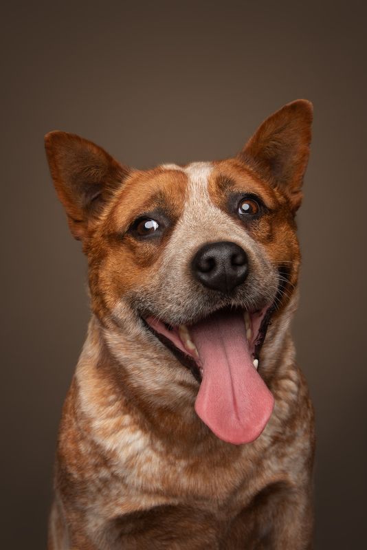 Австралийский хилерphoto preview