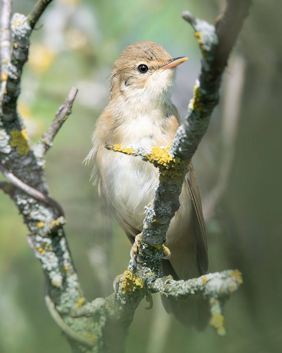 , Митин Дмитрий